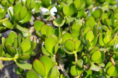 Crassula ovata sulu bitkisi (Yeşim bitkisi)