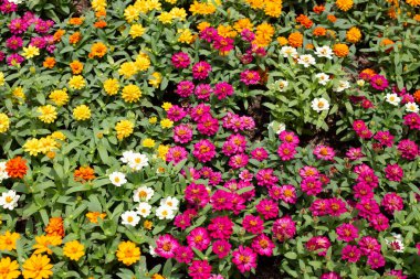 Bahçedeki zinnia çiçeği