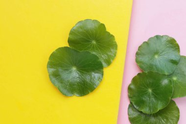 Taze centella asiatica yaprakları. Gotu kola bitkisi