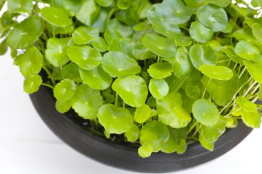 Centella asiatica (gotu kola). Taze yeşil yapraklı bitki arka planı.