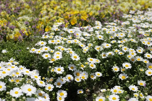 stock image Beautiful white daisy. Flower background