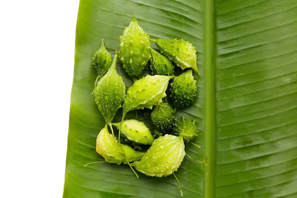 Stock image Balsam pear, Bitter cucumber, Leprosy gourd