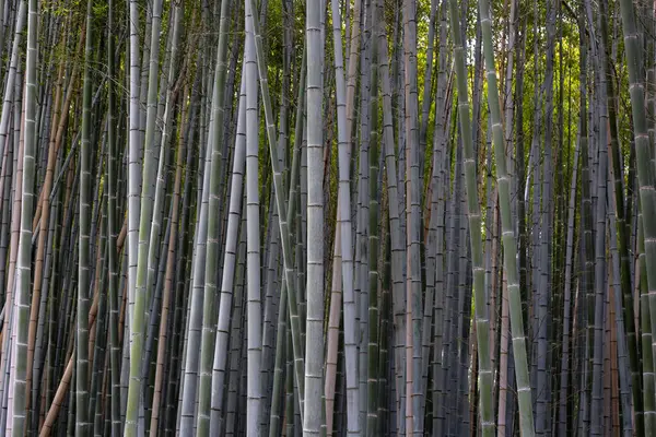 Arashiyama Bambu Ormanı, Bambu Korusu Kyoto, Japonya