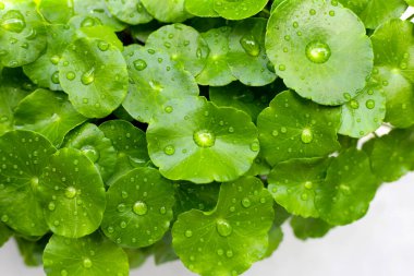 Taze centella asiatica yaprakları ve yağmur damlası. Gotu kola bitkisi