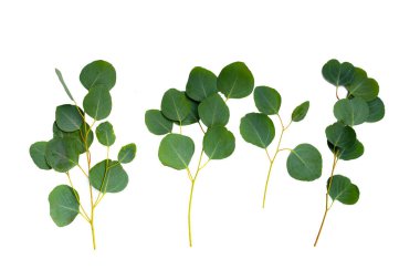 Green leaves of eucalyptus on white