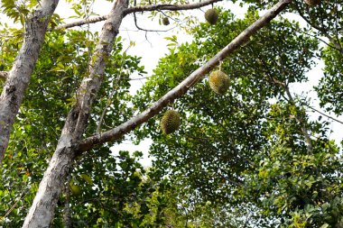 Durian meyvesi ağaçta, Tayland duri meyve bahçesi