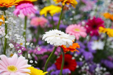 Güzel çiçek buketi, çiçek arkaplanı.