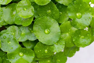 Taze centella asiatica yaprakları ve yağmur damlası. Gotu kola bitkisi