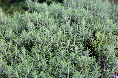 Biberiye, bahçede taze bitki.