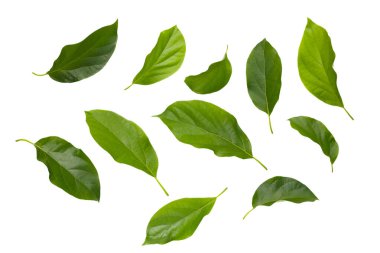 Avokado meyvesinden taze yapraklar