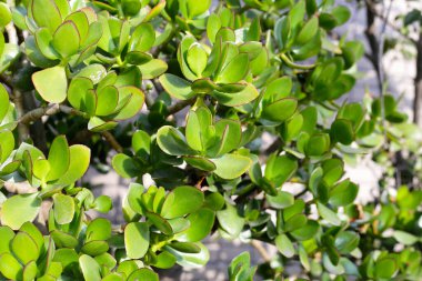 Crassula ovata sulu bitkisi (Yeşim bitkisi)
