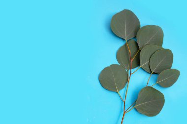 Mavi arkaplanda yeşil okaliptüs yaprakları.