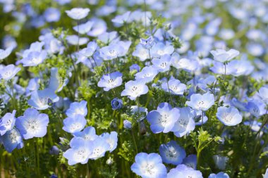 Nemophila Çiçeği, The Expo 70 Anma Parkı, Osaka, Japonya