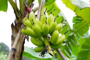 Ağaçta muz meyveleri. Bir muz kümesi