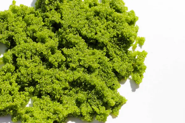 Tatlı su Algası, Su Menüsü veya Bataklık Algleri