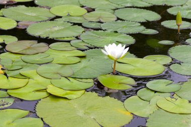 Güzel bir nilüfer. Yeşil yapraklı nilüfer çiçeği
