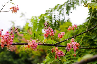 Ağacın üzerinde açan pembe Cassia grandis çiçeği