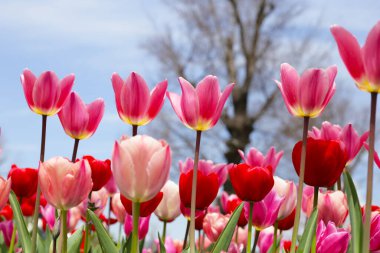 Beautiful tulip flower garden. The Expo 70 Commemorative Park, Osaka, Japan clipart