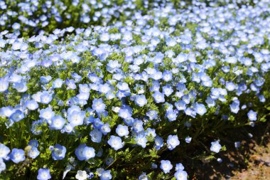 Nemophila Çiçeği, The Expo 70 Anma Parkı, Osaka, Japonya