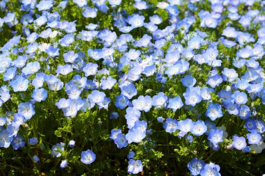 Nemophila Çiçeği, The Expo 70 Anma Parkı, Osaka, Japonya