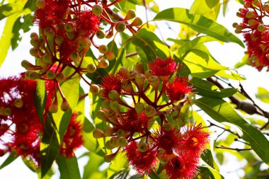 Kırmızı çiçekli yeşil okaliptüs yaprakları