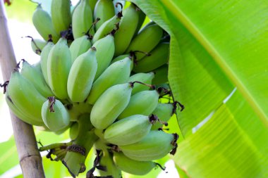 Muz ağacından sarkan taze yeşil muzlar.