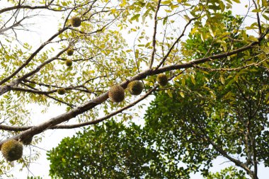 Durian meyvesi ağaçta, Tayland duri meyve bahçesi