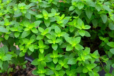 Taze organik yeşil lahana yaprakları.