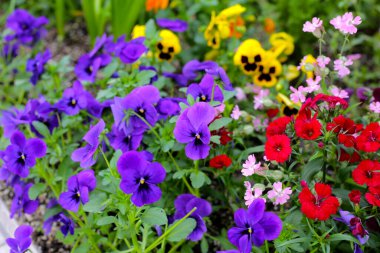 Bahçede güzel pansy çiçekler