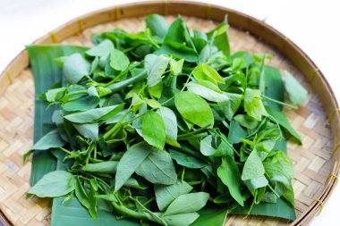 Sauropus çift cinsiyetli yeşil yapraklar