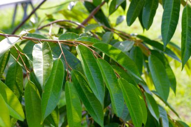 Bahçede Durian ağacı