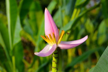 Yeşil yapraklı pembe muz çiçeği.