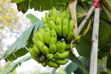 Muz ağacından sarkan taze yeşil muzlar.