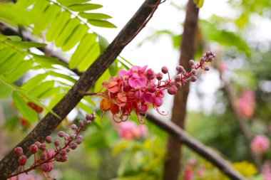 Ağacın üzerinde açan pembe Cassia grandis çiçeği