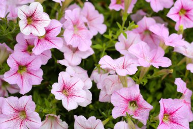 Çiçekler açan pembe ve beyaz surfinya çiçekleri