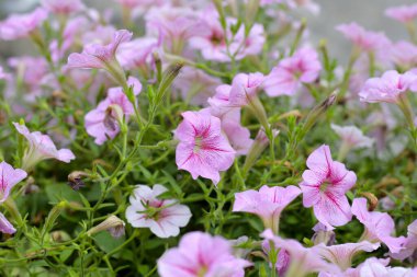 Blooming pink and white surfinia flowers clipart