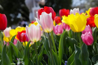 Güzel lale çiçeği bahçesi. Japonya, Osaka 'daki Expo 70 Anma Parkı.