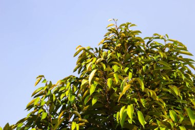 Bahçede Durian ağacı