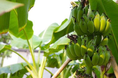 Muz ağacından sarkan taze yeşil muzlar.