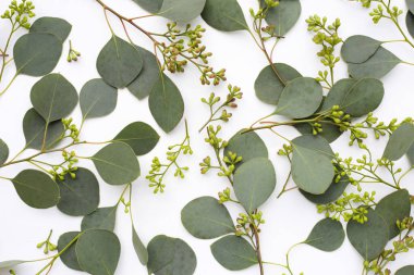 Beyaz üzerine yeşil okaliptüs yaprakları