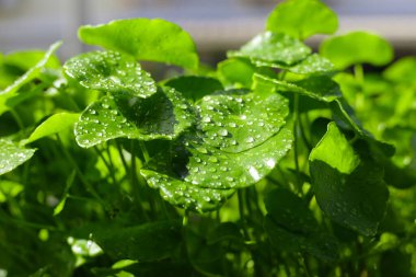 Centella asiatica (gotu kola). Taze yeşil yapraklı bitki arka planı.