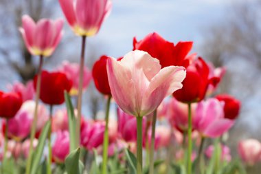 Beautiful tulip flower garden. The Expo 70 Commemorative Park, Osaka, Japan clipart