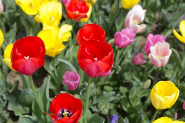 Beautiful tulip flower garden. The Expo 70 Commemorative Park, Osaka, Japan clipart