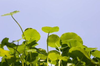 Centella asiatica (gotu kola). Taze yeşil yapraklı bitki arka planı.