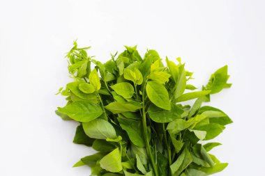 Sauropus çift cinsiyetli yeşil yapraklar