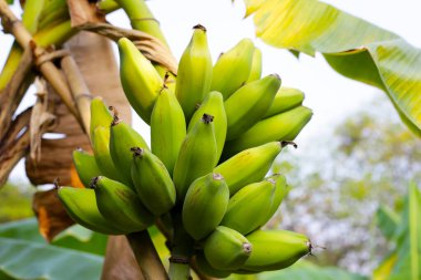 Muz ağacından sarkan taze yeşil muzlar.