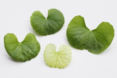 Centella asiatica yaprakları, taze bitki.