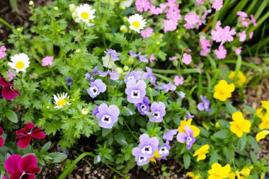 Bahçedeki güzel çiçekler