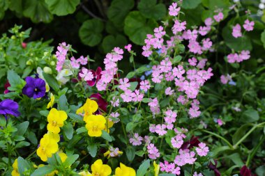 Bahçedeki güzel çiçekler