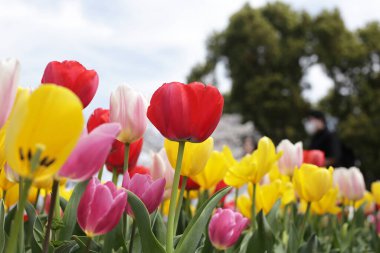 Beautiful tulip flower garden. The Expo 70 Commemorative Park, Osaka, Japan clipart